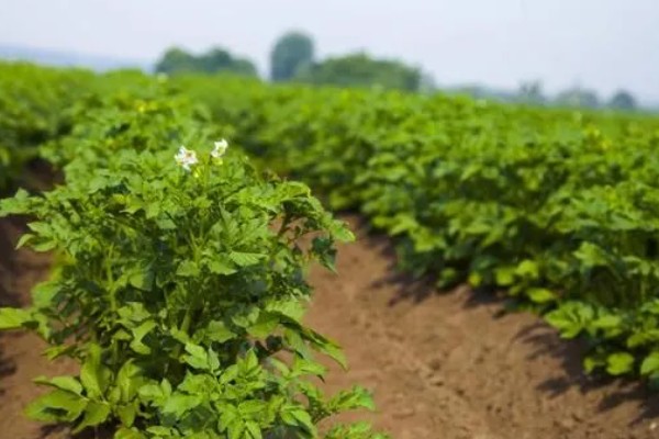 马铃薯为什么产量低,可能是种薯质量差、施肥不当等因素所致