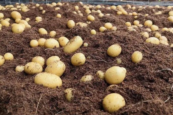 马铃薯为什么产量低,可能是种薯质量差、施肥不当等因素所致