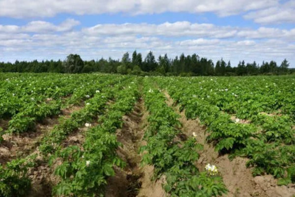 马铃薯为什么产量低,可能是种薯质量差、施肥不当等因素所致