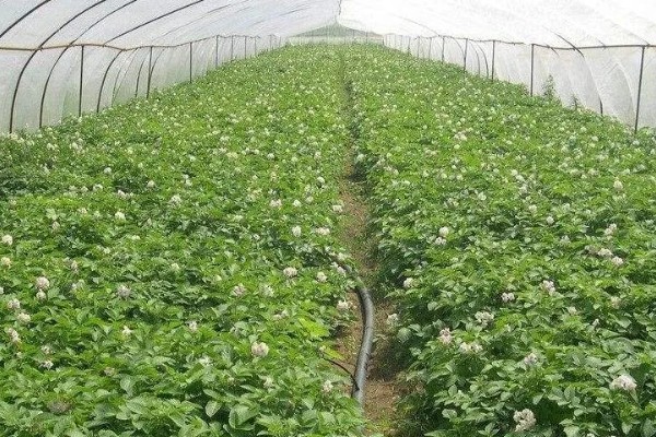 马铃薯为什么产量低,可能是种薯质量差、施肥不当等因素所致