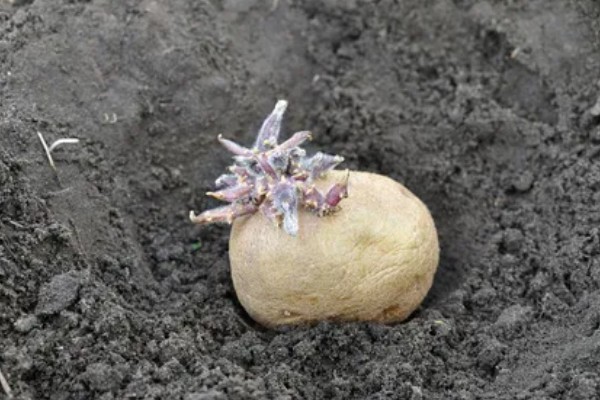 马铃薯为什么产量低,可能是种薯质量差、施肥不当等因素所致