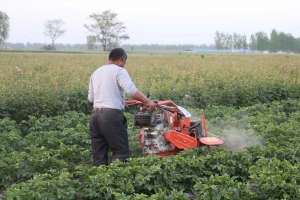 马铃薯为什么产量低,可能是种薯质量差、施肥不当等因素所致