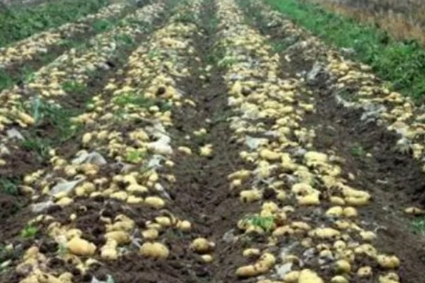 马铃薯为什么产量低,可能是种薯质量差、施肥不当等因素所致
