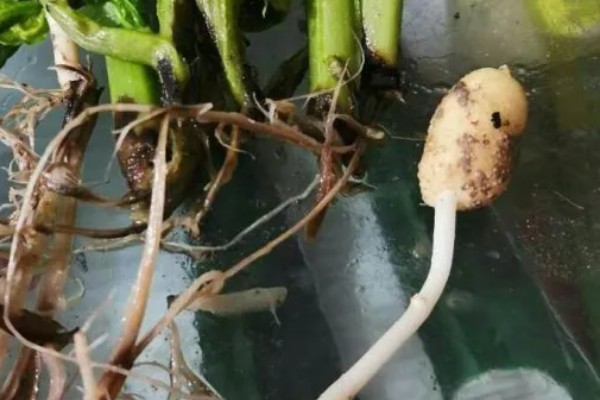 马铃薯为什么产量低,可能是种薯质量差、施肥不当等因素所致