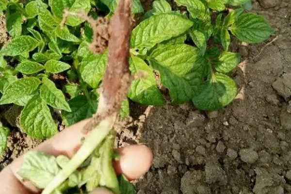 马铃薯为什么产量低,可能是种薯质量差、施肥不当等因素所致