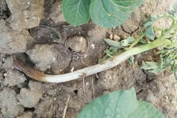 马铃薯为什么产量低,可能是种薯质量差、施肥不当等因素所致