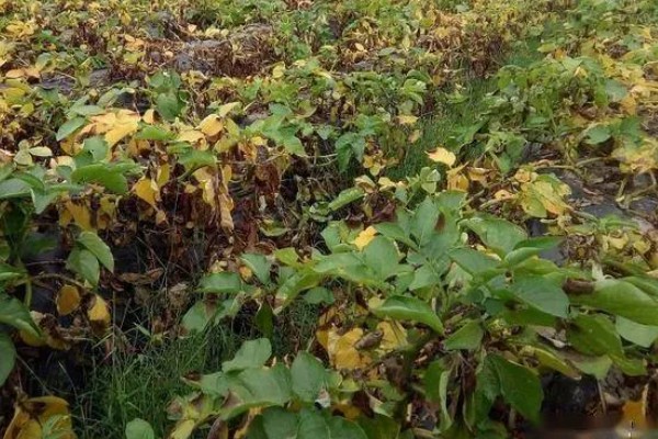 马铃薯为什么产量低,可能是种薯质量差、施肥不当等因素所致