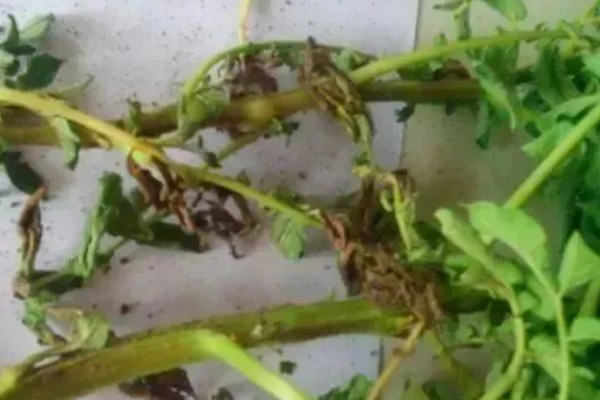 马铃薯为什么产量低,可能是种薯质量差、施肥不当等因素所致