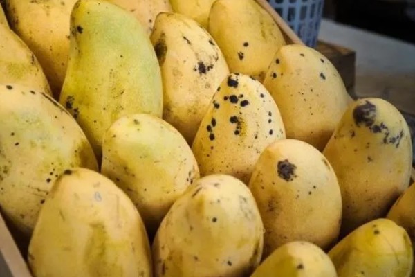 芒果怎么保存，可常温保存或冰箱保存