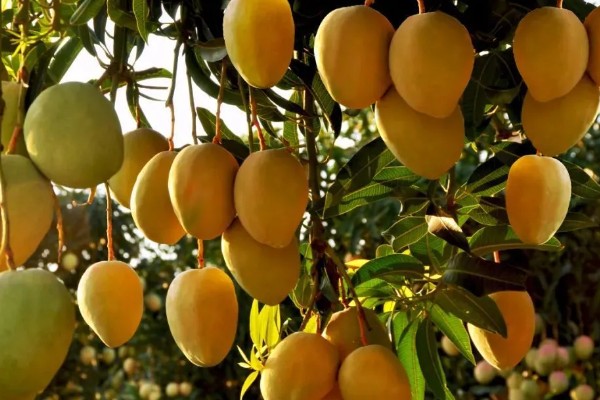 芒果怎么保存，可常温保存或冰箱保存