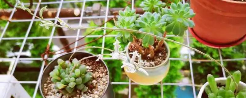 姬玉露开花了怎么处理，需要及时剪掉花朵