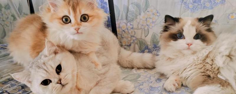 猫咪尿道炎如何治疗，使用头孢羟氨苄片可以消除炎症