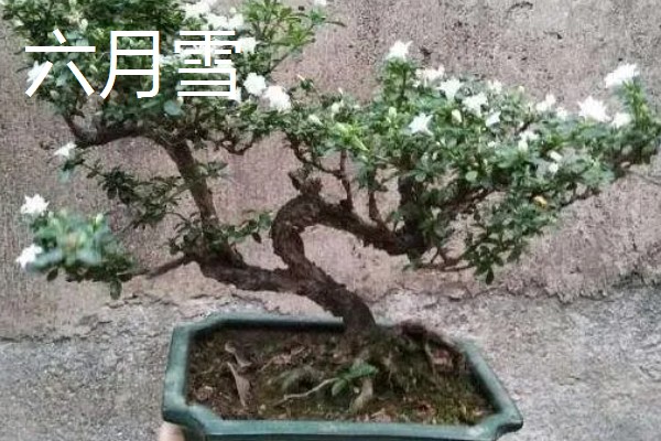 云南有哪些有名的盆景，六月雪、榆树、九里香等品种广为人知