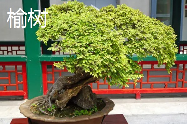 云南有哪些有名的盆景，六月雪、榆树、九里香等品种广为人知