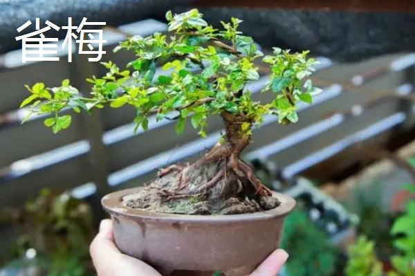 云南有哪些有名的盆景，六月雪、榆树、九里香等品种广为人知