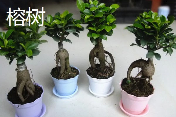 云南有哪些有名的盆景，六月雪、榆树、九里香等品种广为人知