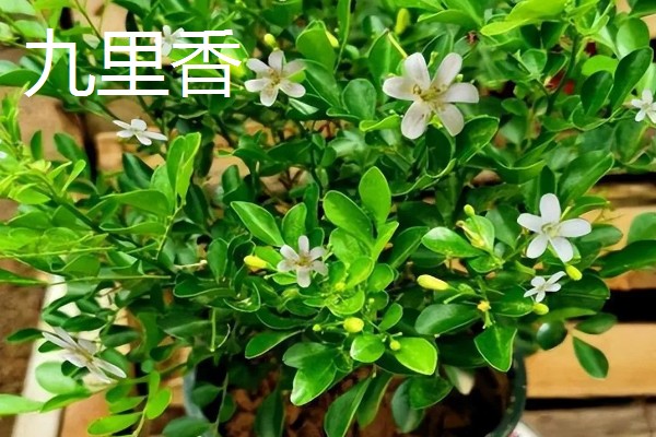 云南有哪些有名的盆景，六月雪、榆树、九里香等品种广为人知