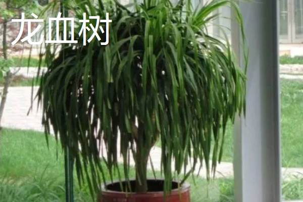 云南有哪些有名的盆景，六月雪、榆树、九里香等品种广为人知