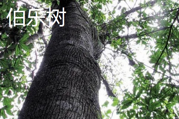 云南有哪些有名的盆景，六月雪、榆树、九里香等品种广为人知