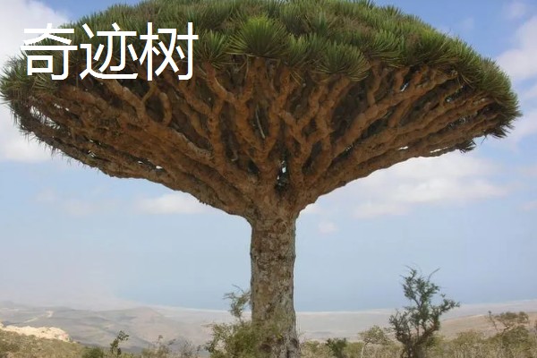 云南有哪些有名的盆景，六月雪、榆树、九里香等品种广为人知