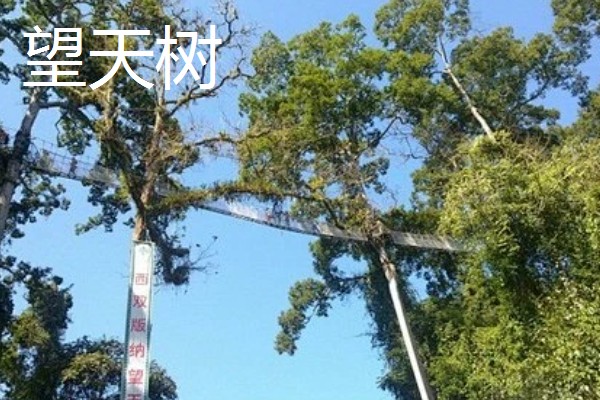 云南有哪些有名的盆景，六月雪、榆树、九里香等品种广为人知