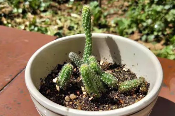 怎么养仙人指，生长温度稳定在18-25℃