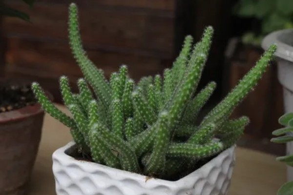 怎么养仙人指，生长温度稳定在18-25℃