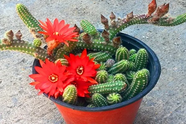 怎么养仙人指，生长温度稳定在18-25℃