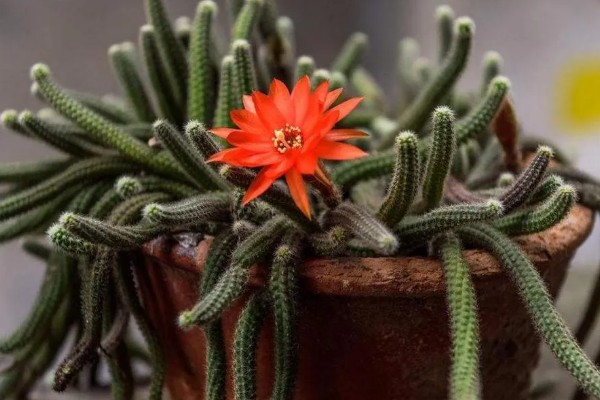 怎么养仙人指，生长温度稳定在18-25℃