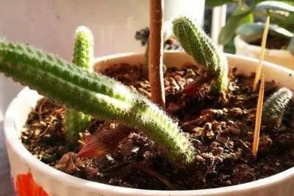 怎么养仙人指，生长温度稳定在18-25℃