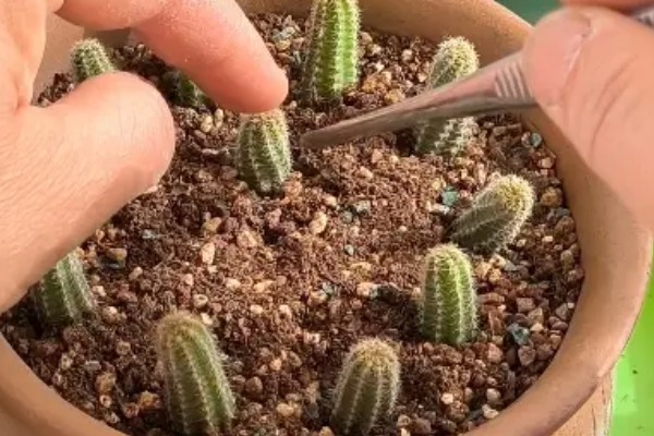 怎么养仙人指，生长温度稳定在18-25℃