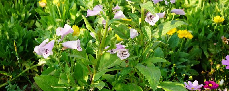 毛地黄的耐寒温度，可以忍耐-15℃的低温