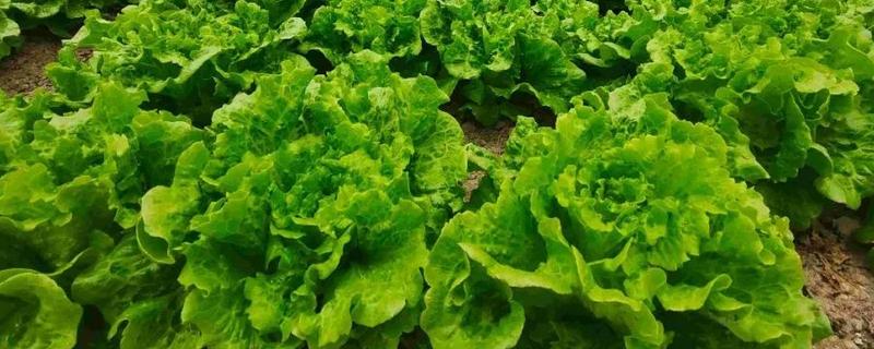 生菜是不是四季都能种植，不受季节限制但冬季要在温室中栽培