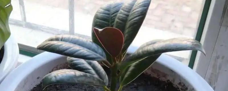 橡皮树扦插在几月，可以在6-7月份扦插