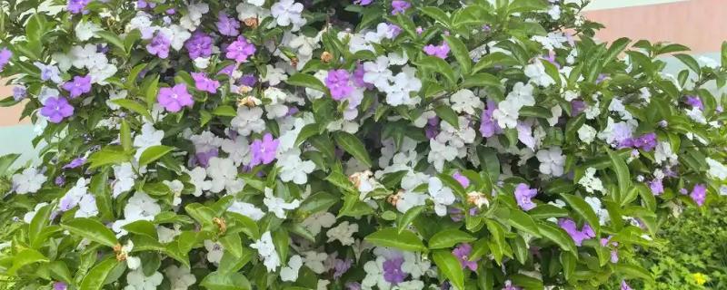 鸳鸯茉莉冬天会落叶吗，冬天会落叶