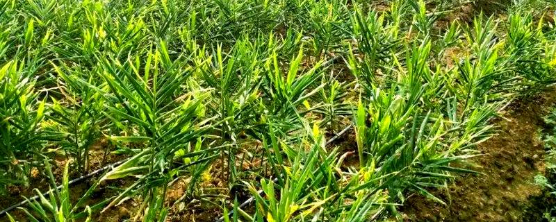 姜发芽了能种植吗，可以种植