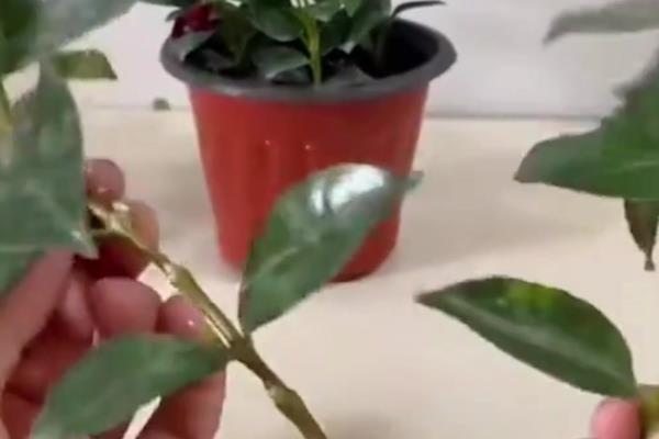 飘香藤怎么养殖,平时提供全日照或半日照