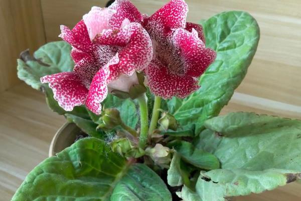 大岩桐的养殖方式,喜欢在半阴的环境下生长