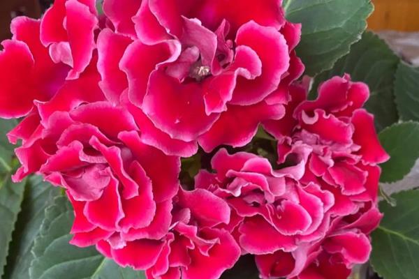 大岩桐的养殖方式,喜欢在半阴的环境下生长