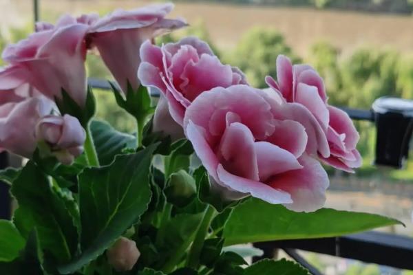 大岩桐的养殖方式,喜欢在半阴的环境下生长