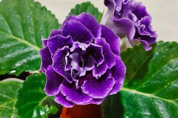 大岩桐的养殖方式,喜欢在半阴的环境下生长