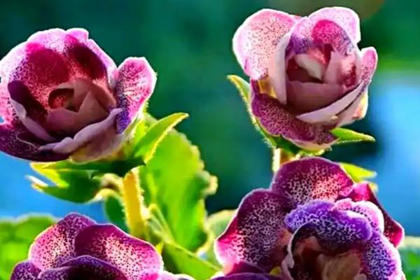 大岩桐的养殖方式,喜欢在半阴的环境下生长