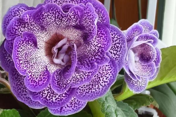 大岩桐的养殖方式,喜欢在半阴的环境下生长