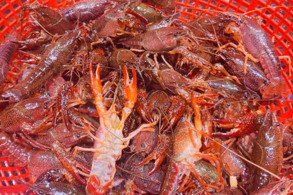 小龙虾死了能不能吃,死亡时间超过3小时就不能食用