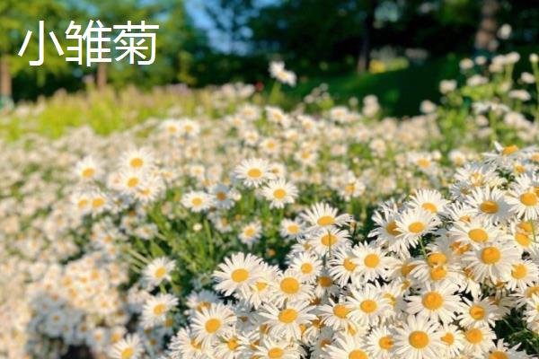 小雏菊与洋甘菊的区别，株型和花型均不同