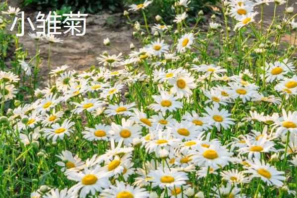 小雏菊与洋甘菊的区别，株型和花型均不同