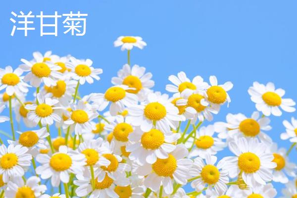 小雏菊与洋甘菊的区别，株型和花型均不同