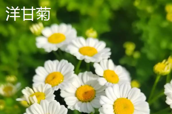 小雏菊与洋甘菊的区别，株型和花型均不同