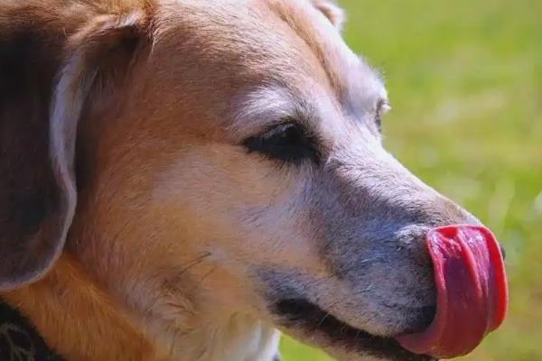 狗狗舔鼻子的原因，可能是鼻头过于干燥所致