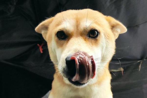 狗狗舔鼻子的原因，可能是鼻头过于干燥所致